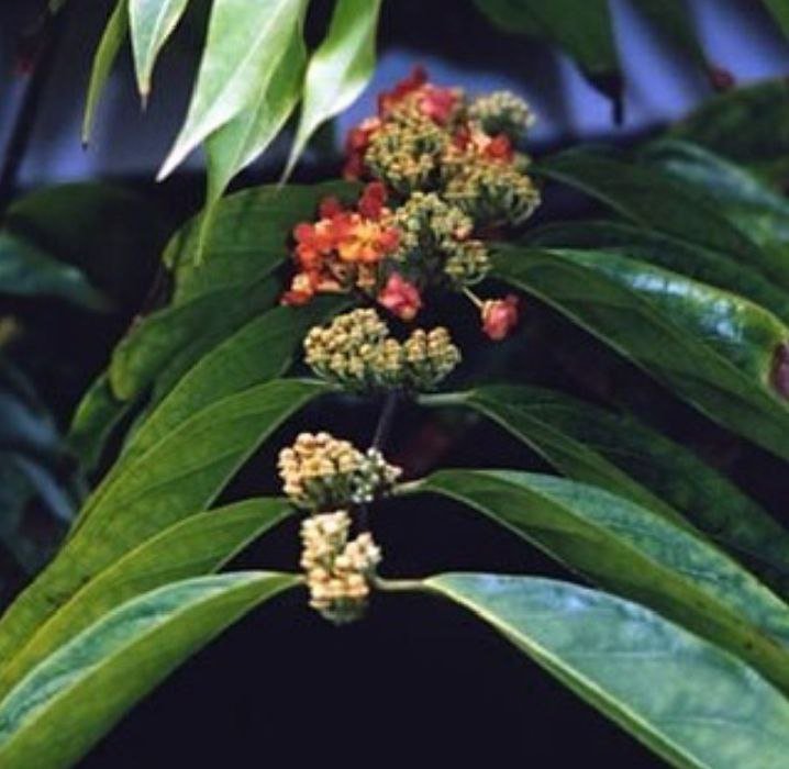 Chaliponga Leaves in making Ayahuasca
