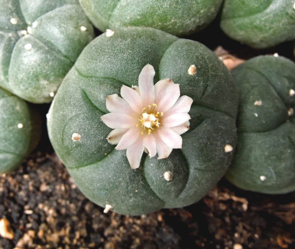 buy mescaline online